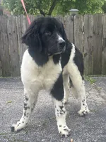 Rosie (hold), a female Newfoundland for sale in Cleveland, OH – 7 of 10