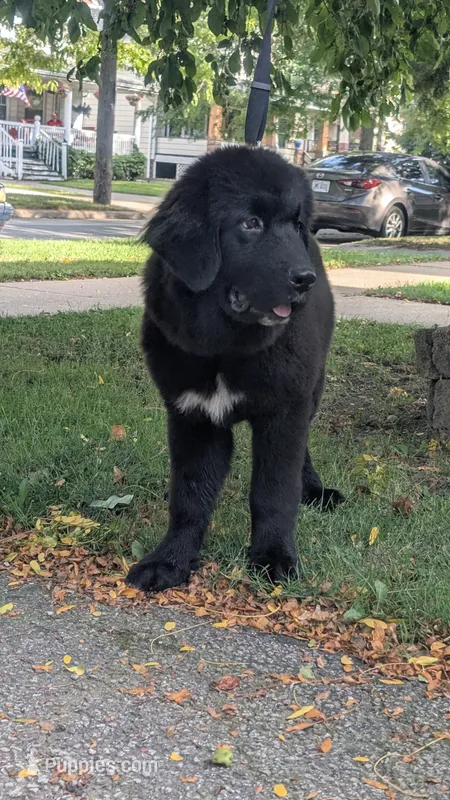 Luna – Newfoundland puppy for sale in Cleveland, OH
