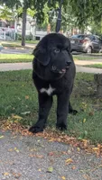 Luna, a female Newfoundland for sale in Cleveland, OH – 2 of 8
