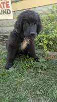 Forrest, a female Newfoundland for sale in Cleveland, OH – 6 of 8