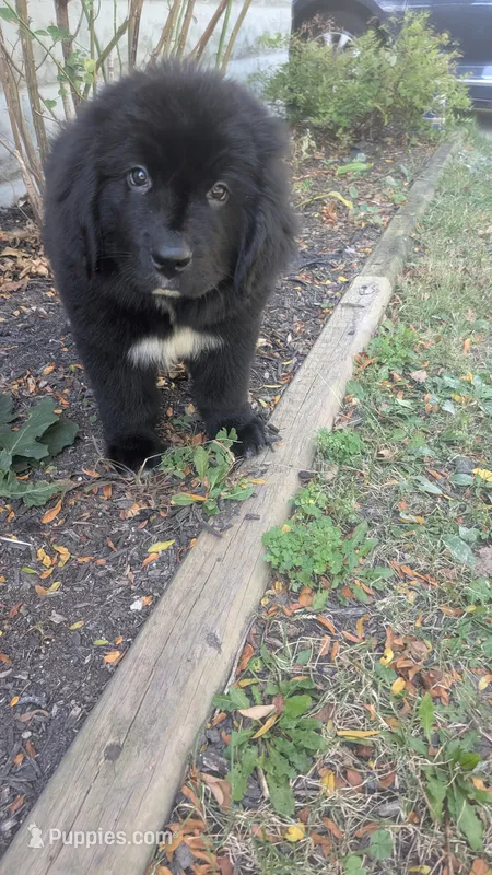 Arthur – Newfoundland puppy for sale in Cleveland, OH