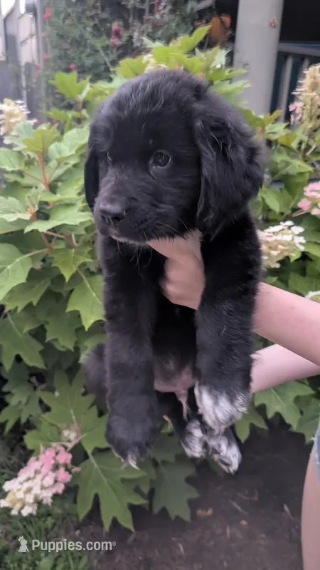 Forrest – Newfoundland puppy for sale in Cleveland, OH
