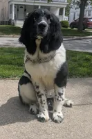 Rosie , a female Newfoundland for sale in Cleveland, OH – 3 of 5