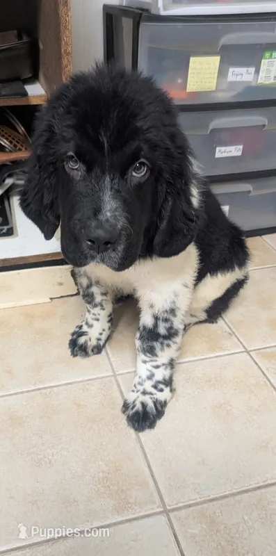 Sophie  – Newfoundland puppy for sale in Cleveland, OH