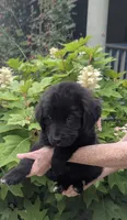 Luna, a female Newfoundland for sale in Cleveland, OH – 1 of 6