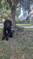 Sammy, a male Newfoundland for sale in Cleveland, OH – 5 of 8