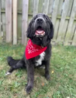 Elias, a male Newfoundland for sale in Cleveland, OH – 10 of 10