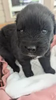 Luna, a female Newfoundland for sale in Cleveland, OH – 8 of 10