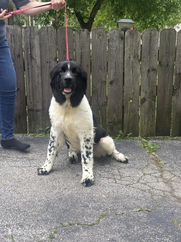 Gracie  – Newfoundland puppy for sale in Cleveland, OH