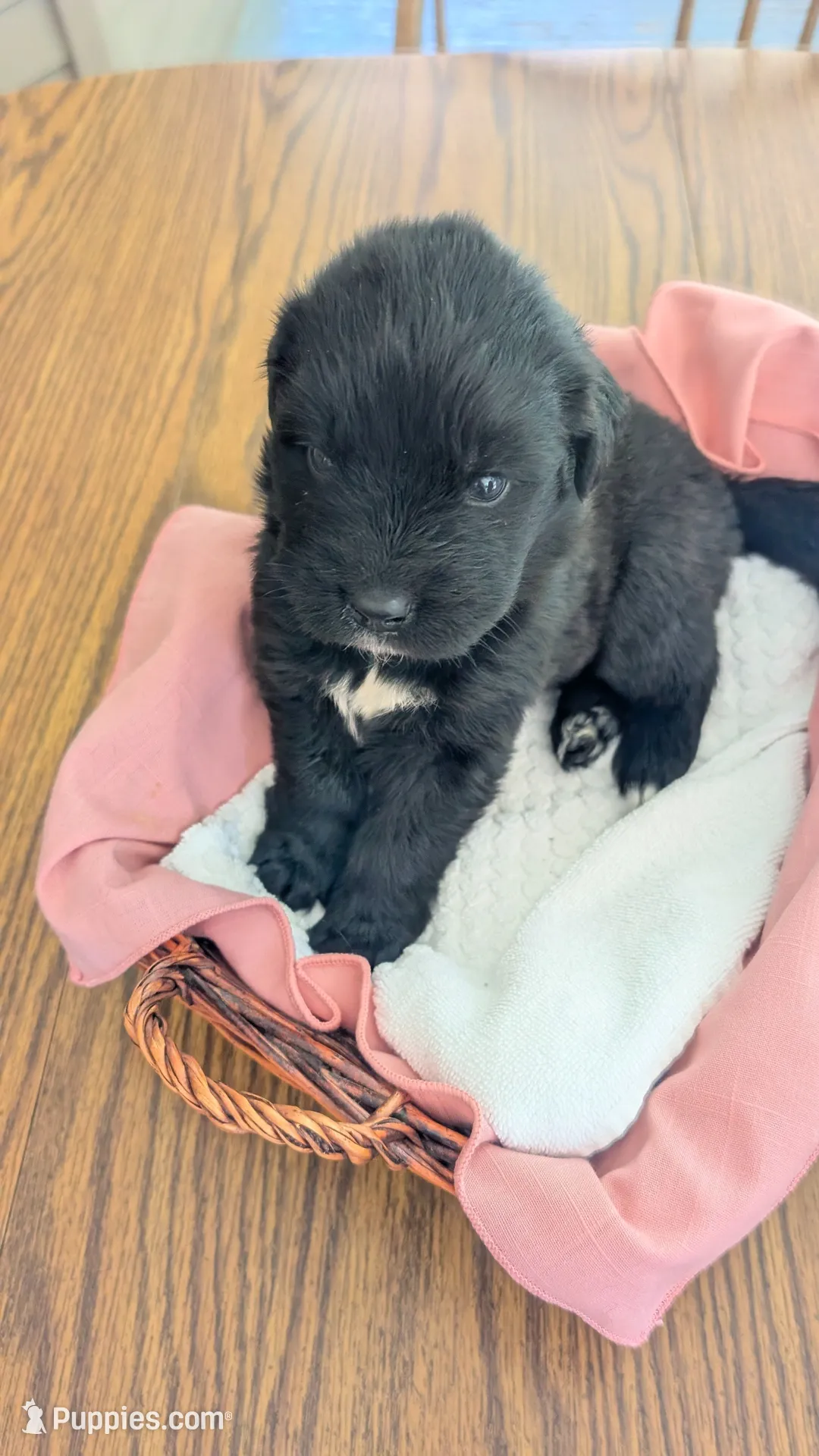 Luna, a female Newfoundland for sale in Cleveland, OH – 7 of 10