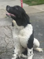 Rosie (hold), a female Newfoundland for sale in Cleveland, OH – 6 of 10