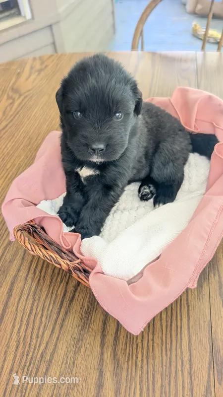 Luna – Newfoundland puppy for sale in Cleveland, OH
