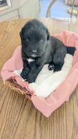 Luna, a female Newfoundland for sale in Cleveland, OH – 6 of 10