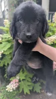 Ruby, a female Newfoundland for sale in Cleveland, OH – 4 of 4