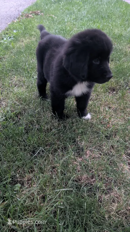 George – Newfoundland puppy for sale in Cleveland, OH