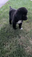 George, a male Newfoundland for sale in Cleveland, OH – 6 of 6