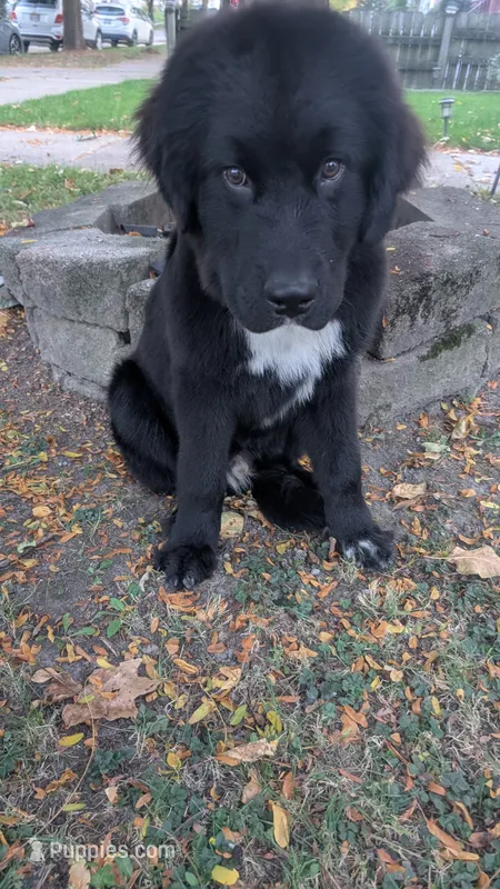 Elias – Newfoundland puppy for sale in Cleveland, OH