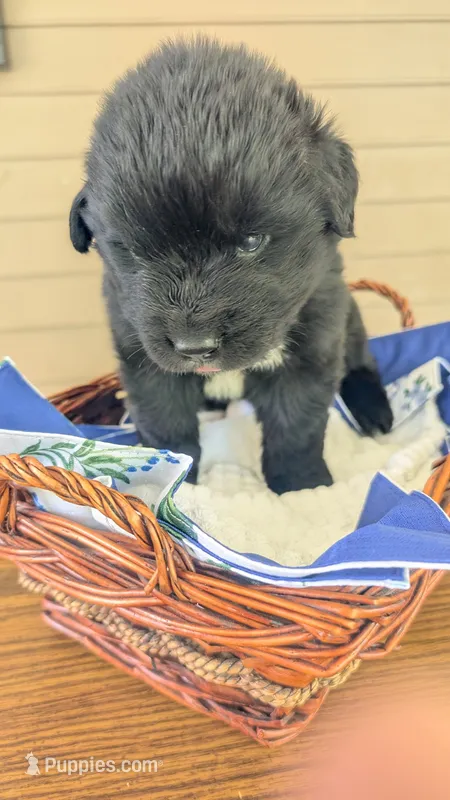 Forrest – Newfoundland puppy for sale in Cleveland, OH