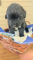 Forrest, a male Newfoundland for sale in Cleveland, OH – 1 of 4