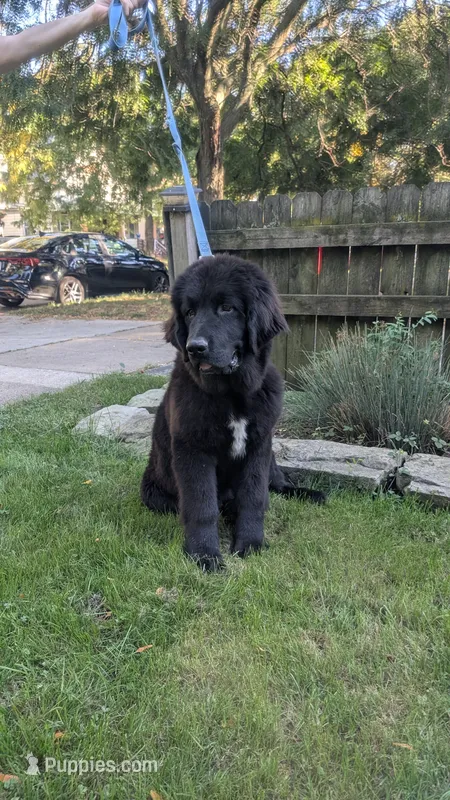 Sammy – Newfoundland puppy for sale in Cleveland, OH