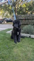 Sammy, a male Newfoundland for sale in Cleveland, OH – 4 of 8