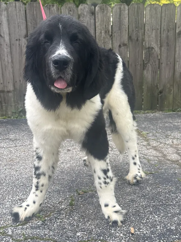 Rosie  – Newfoundland puppy for sale in Cleveland, OH