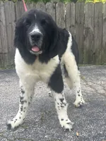 Rosie (hold), a female Newfoundland for sale in Cleveland, OH – 1 of 10