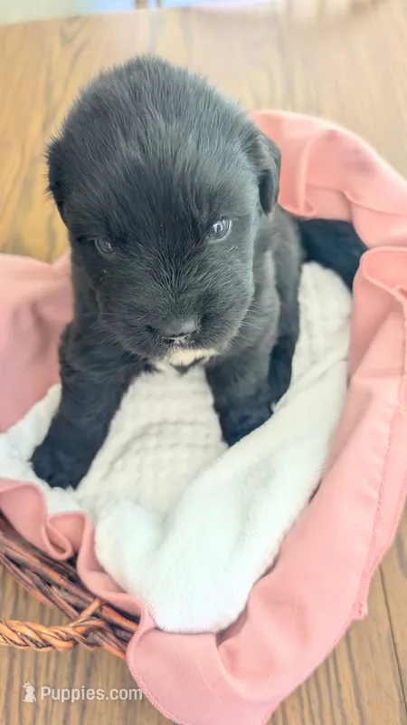 Luna – Newfoundland puppy for sale in Cleveland, OH