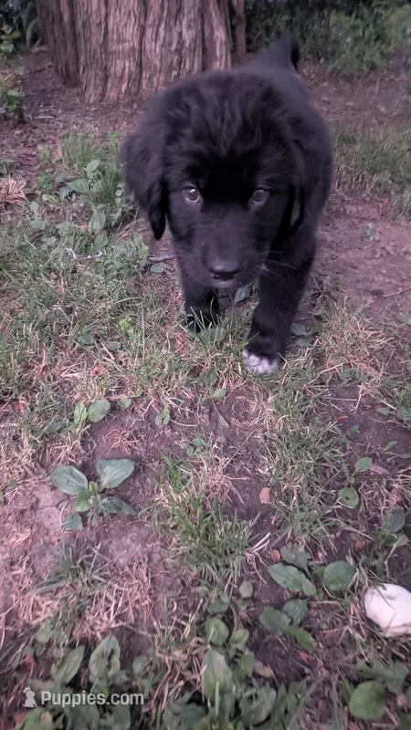 Forrest – Newfoundland puppy for sale in Cleveland, OH