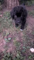 Forrest, a male Newfoundland for sale in Cleveland, OH – 6 of 8