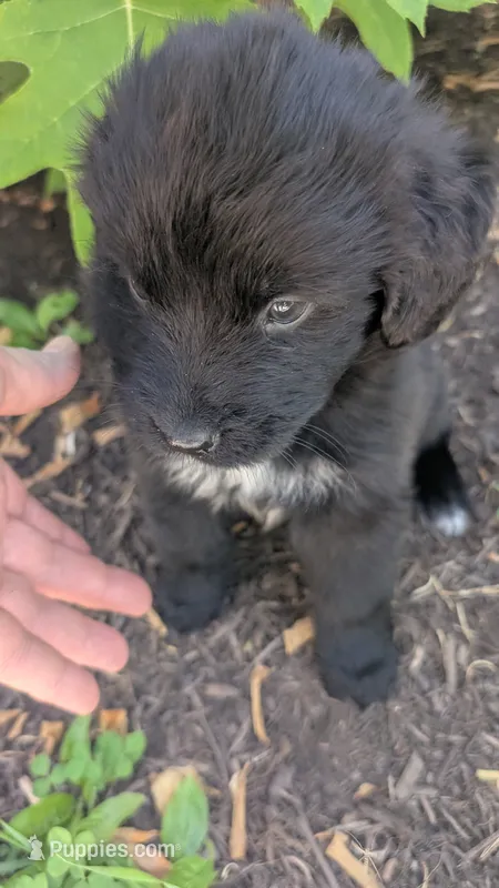 Luna – Newfoundland puppy for sale in Cleveland, OH