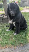 Puppertin, a male Newfoundland for sale in Cleveland, OH – 7 of 8