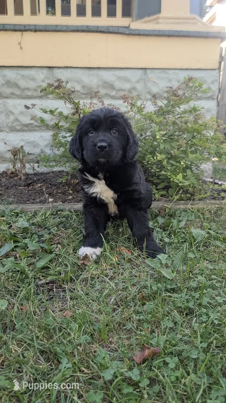 Avia – Newfoundland puppy for sale in Cleveland, OH