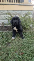 Avia, a female Newfoundland for sale in Cleveland, OH – 3 of 4