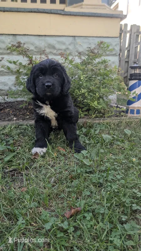 Avia – Newfoundland puppy for sale in Cleveland, OH