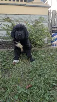 Avia, a female Newfoundland for sale in Cleveland, OH – 4 of 4