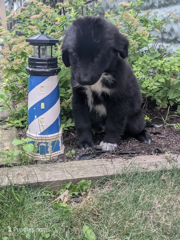 Elias – Newfoundland puppy for sale in Cleveland, OH