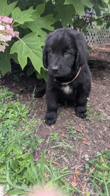 Sammy – Newfoundland puppy for sale in Cleveland, OH