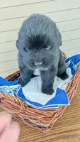 Forrest, a male Newfoundland for sale in Cleveland, OH – 3 of 4