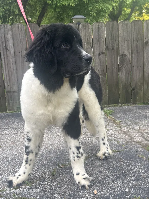 Rosie  – Newfoundland puppy for sale in Cleveland, OH