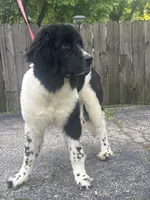 Rosie (hold), a female Newfoundland for sale in Cleveland, OH – 2 of 10