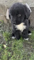 Elias, a male Newfoundland for sale in Cleveland, OH – 6 of 10