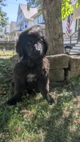 Puppertin, a male Newfoundland for sale in Cleveland, OH – 9 of 10