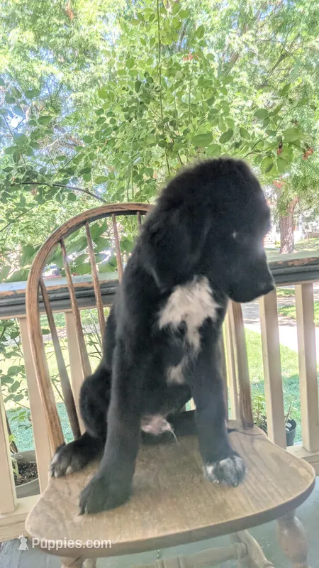 Elias – Newfoundland puppy for sale in Cleveland, OH