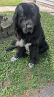 Elias, a male Newfoundland for sale in Cleveland, OH – 9 of 10