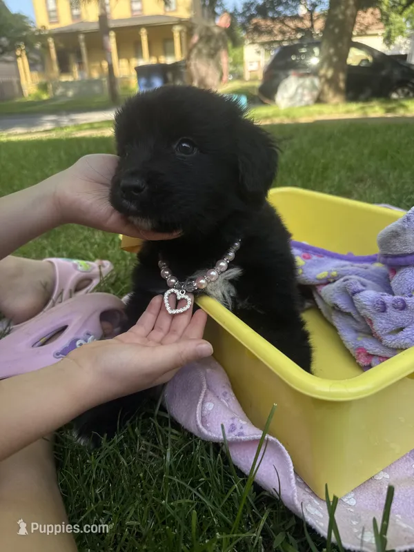 Ruby – Newfoundland puppy for sale in Cleveland, OH