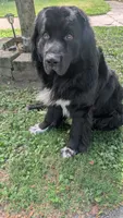 Sammy, a male Newfoundland for sale in Cleveland, OH – 8 of 9