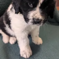 Johnny, a male Newfoundland for sale in Cleveland, OH – Photo 8 of 10