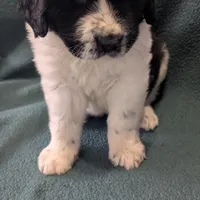 Johnny, a male Newfoundland for sale in Cleveland, OH – Photo 3 of 10
