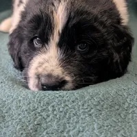 Johnny, a male Newfoundland for sale in Cleveland, OH – Photo 6 of 10
